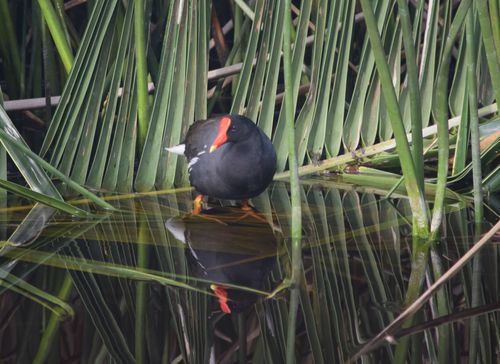 Second Saturday Volunteers
