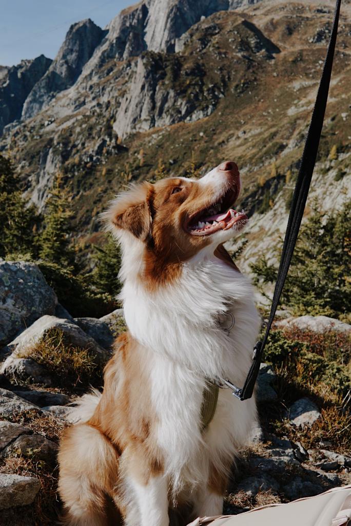 Dog with paw up sitting next to surfboard