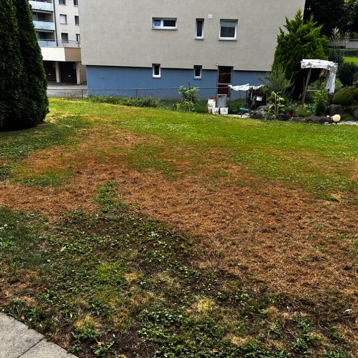 A badly scorched, patchy lawn outside a residential building.