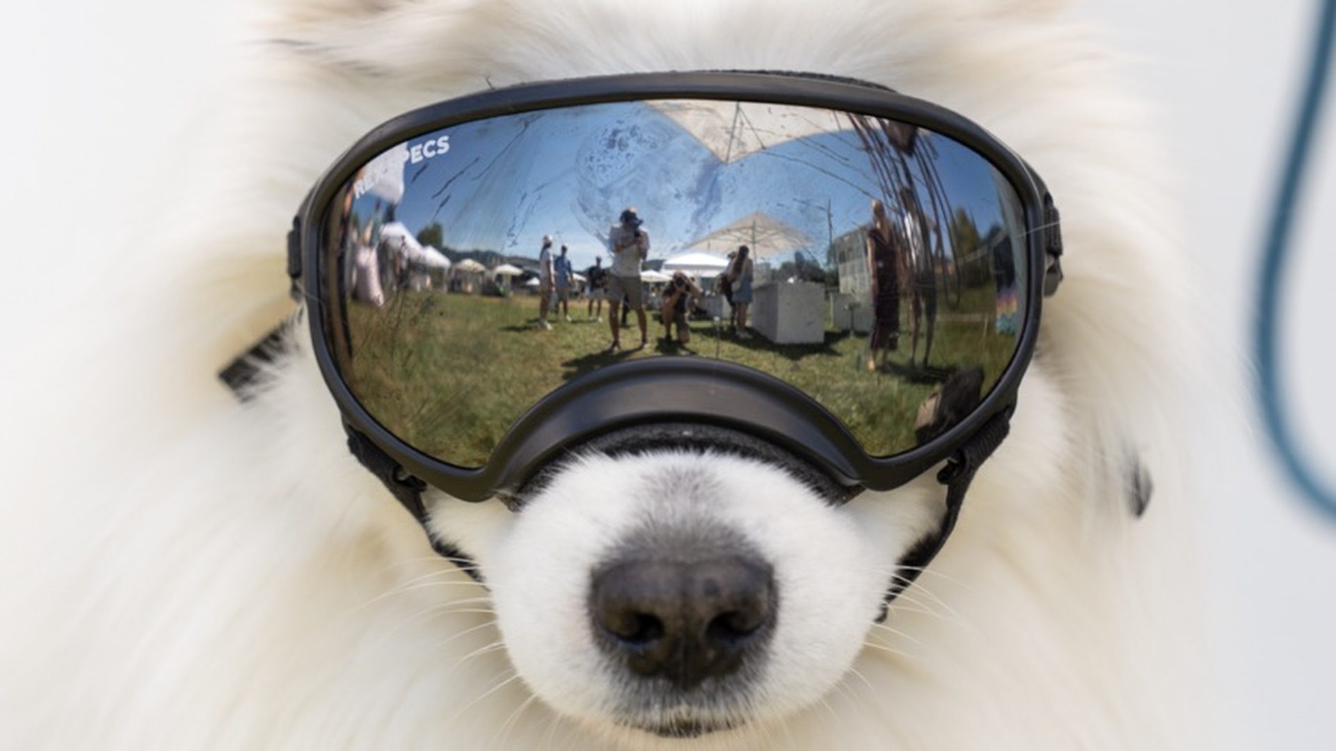 Hund mit Sonnenbrille auf der Tony Beach Party am Schliersee