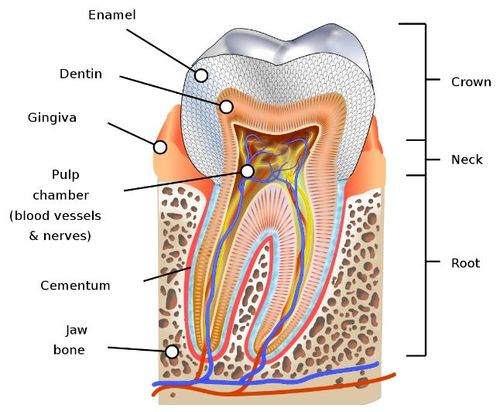 Root canal procedure diagram from Wikipedia