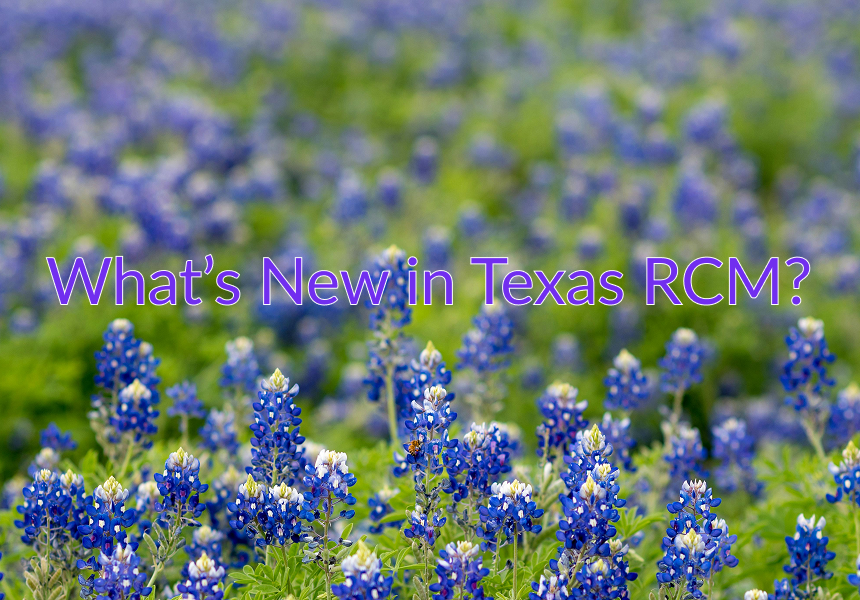 bluebonnets in texas in 2026