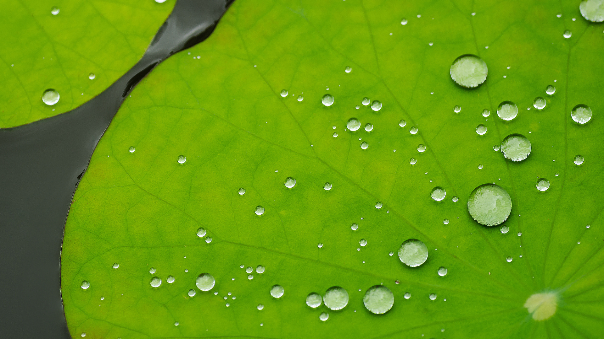 Le biomimétisme : La nature et le vivant, sources d’inspiration et d’innovation
