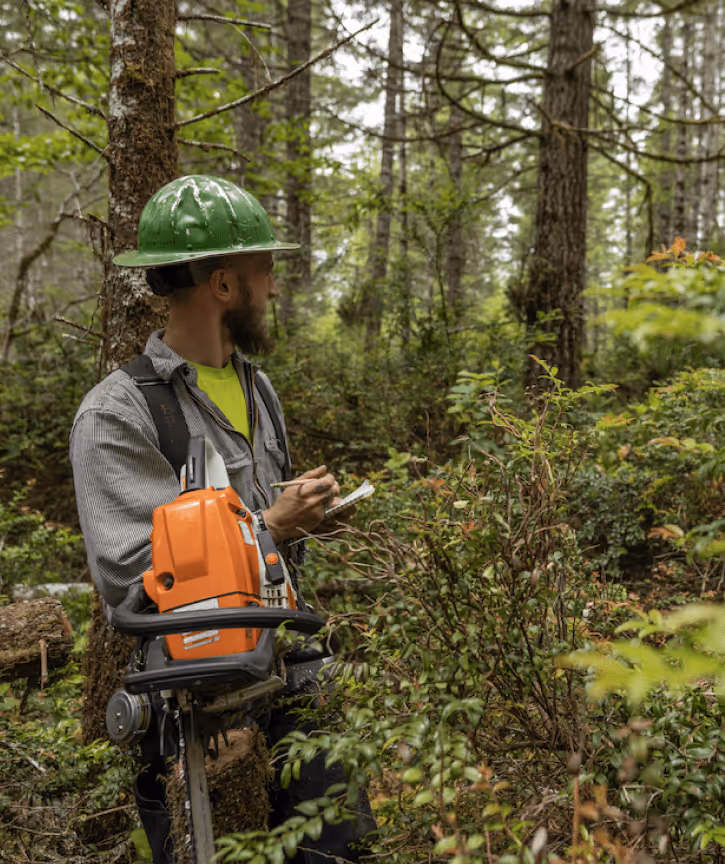 Brower Forestry practicing stand forestry.