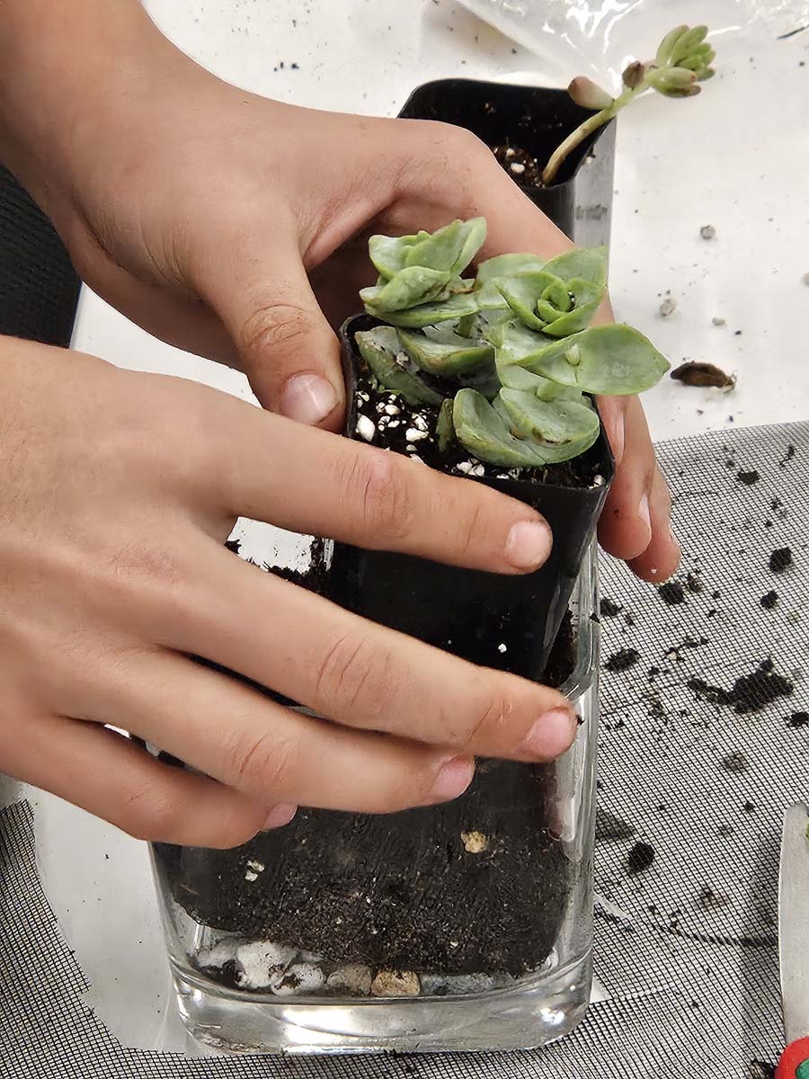 Hands holding a small potted succulent plant over a glass container filled with soil.
