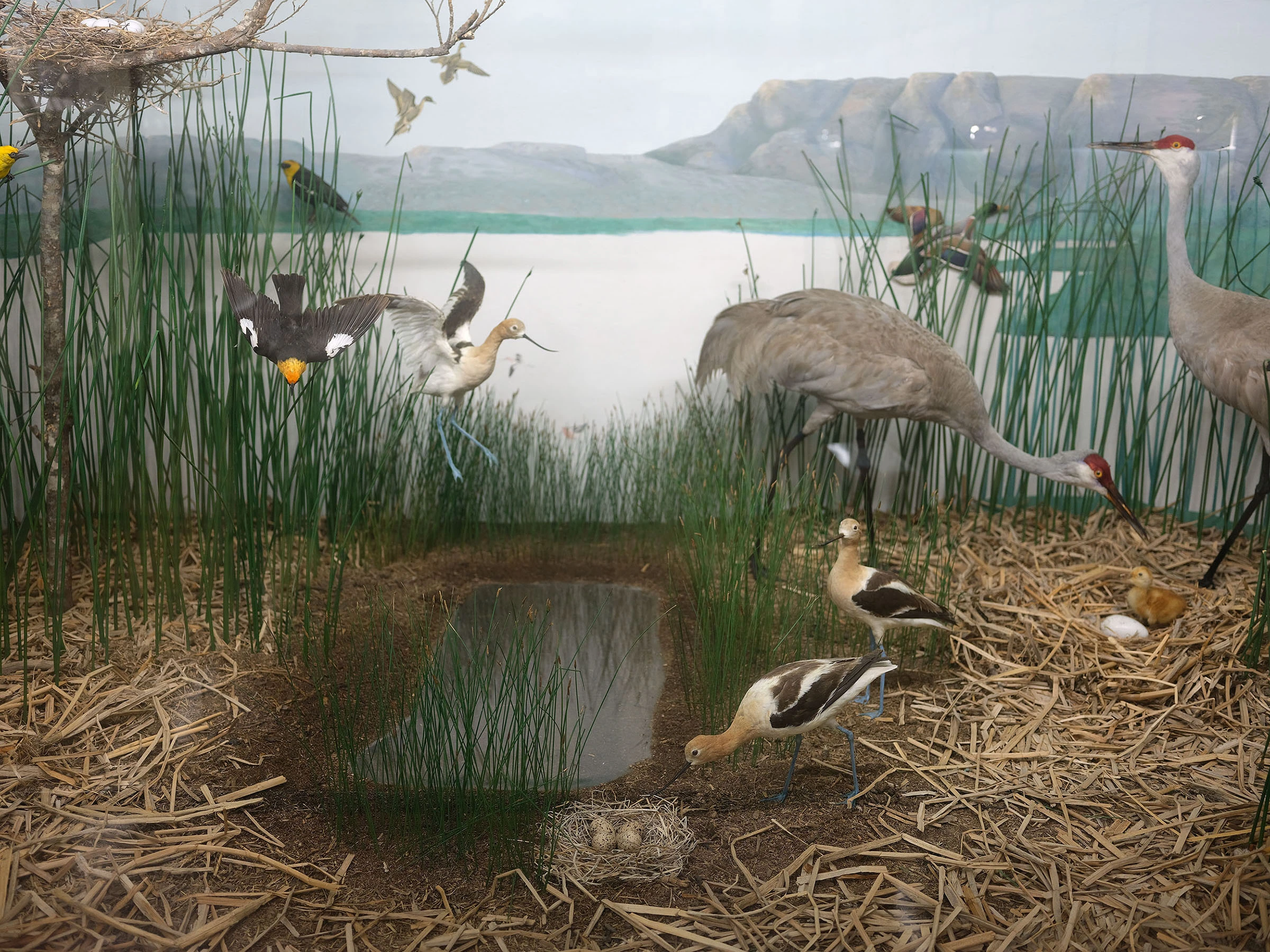 Diorama featuring native and migrating birds, Tillamook County Pioneer Museum, Oregon, 2023, from ‘After Us’ series.