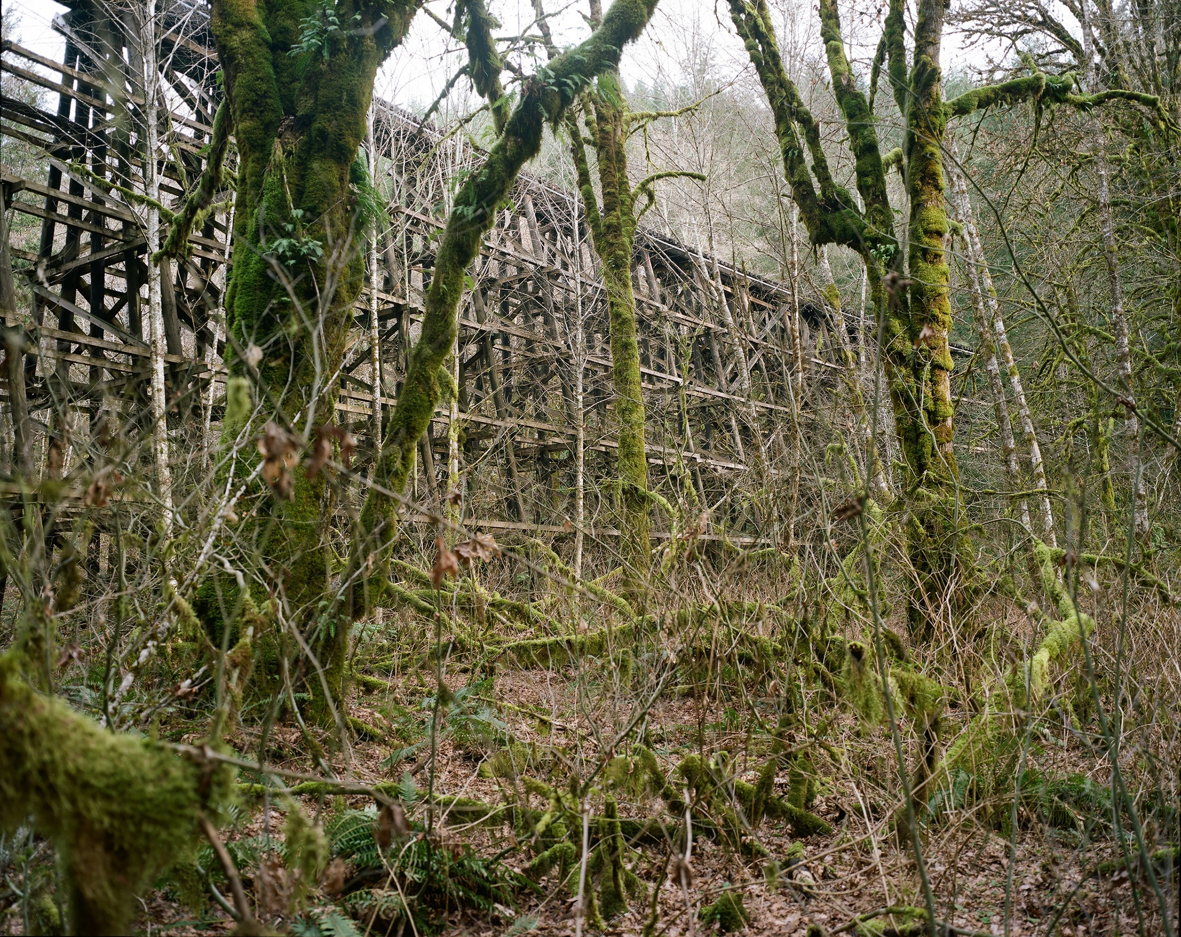 The overgrown old logging bridge, Vernonia, Oregon, 2022, from ‘After Us’ series.