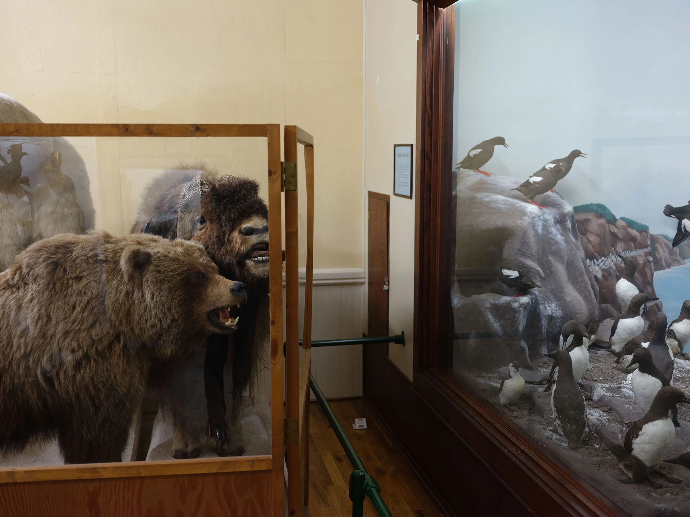An unlikely meeting of species—brown bear, bison, black guillemot and marbled murrelet, Tillamook County Pioneer Museum, Oregon, 2023, from ‘After Us’ series.