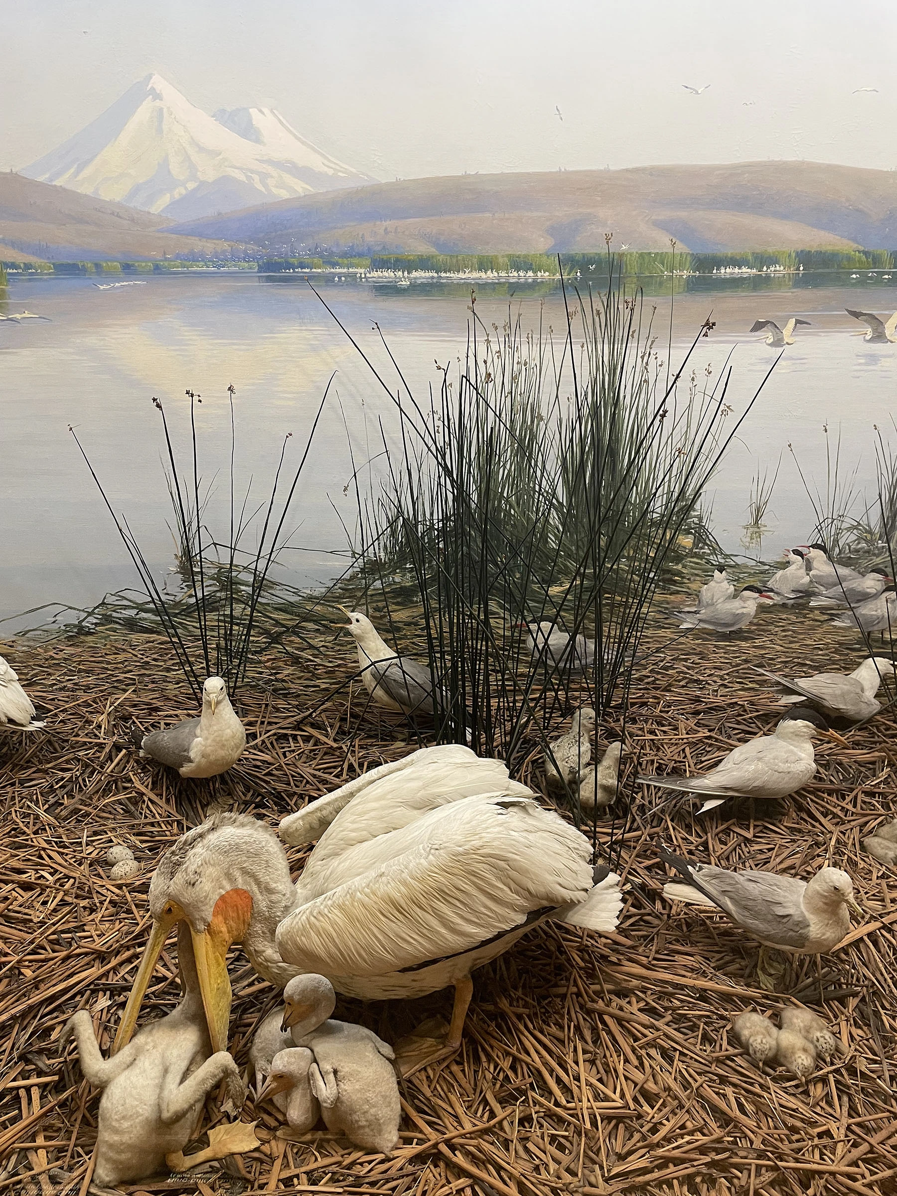 The White Pelican and Western marsh birds at Klamath Lake, American Museum of Natural History, New York, NY, 2023, from ‘The Theatre of Nature’ series.