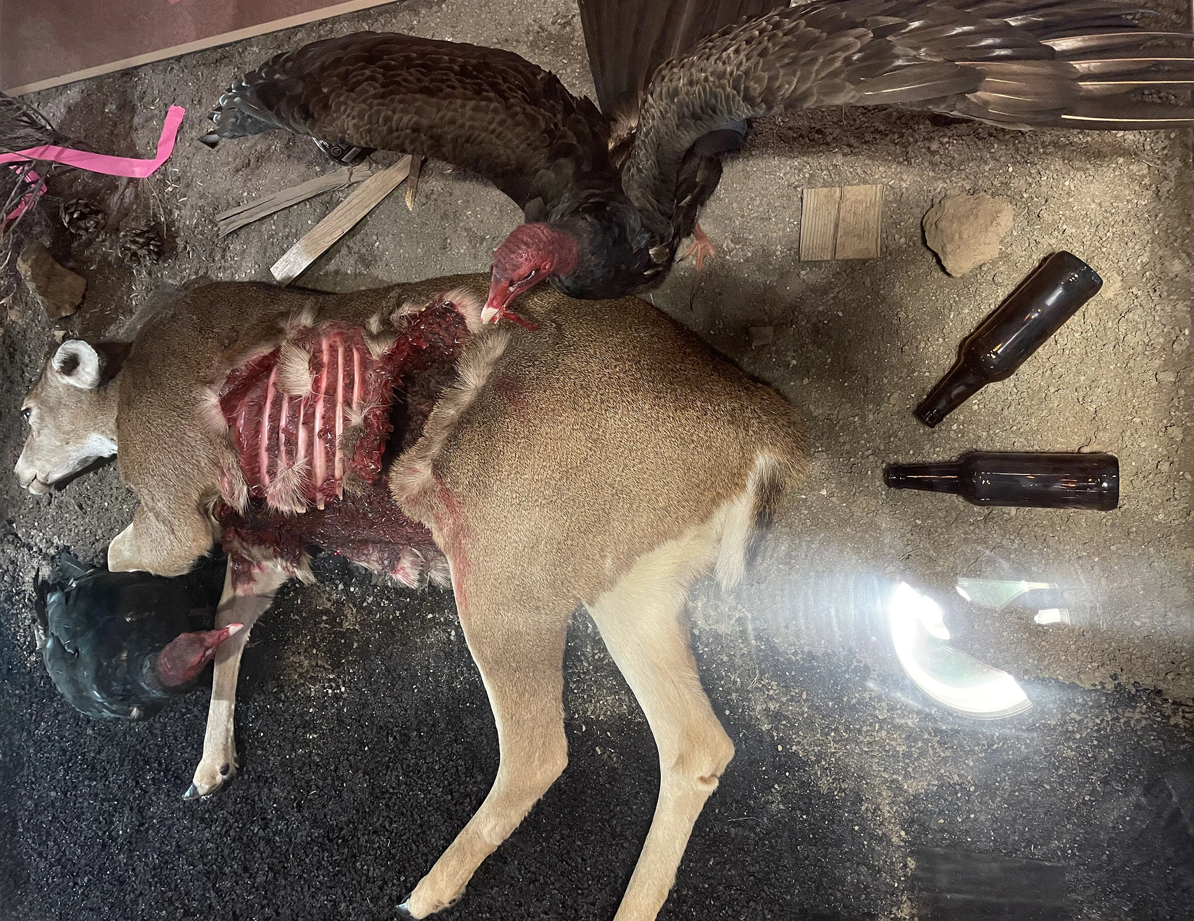 High Desert Museum, Bend, Oregon, 2023, from ‘The Theatre of Nature’ series.