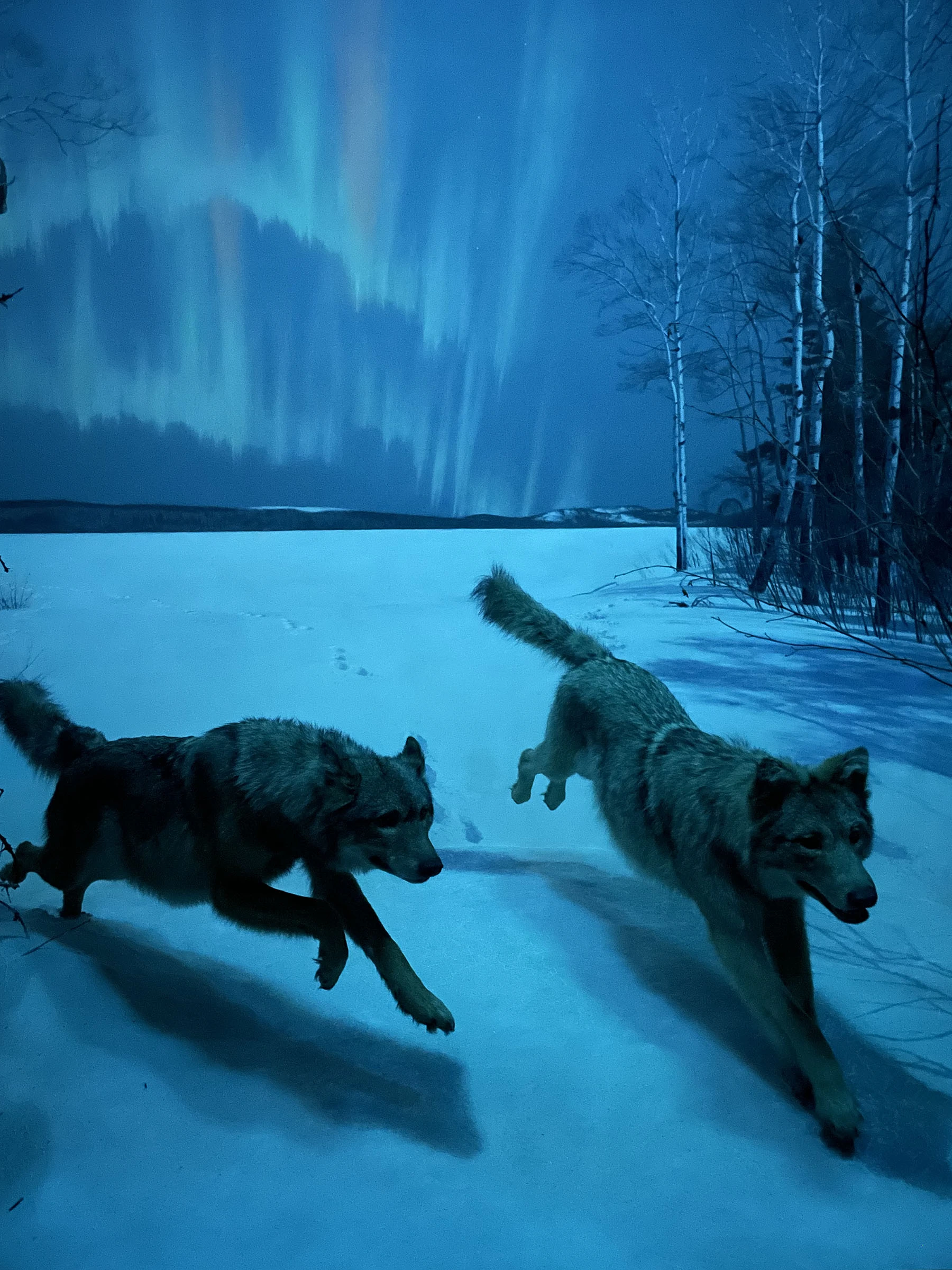 Wolves, American Museum of Natural History, New York, NY, 2023, from ‘The Theatre of Nature’ series.