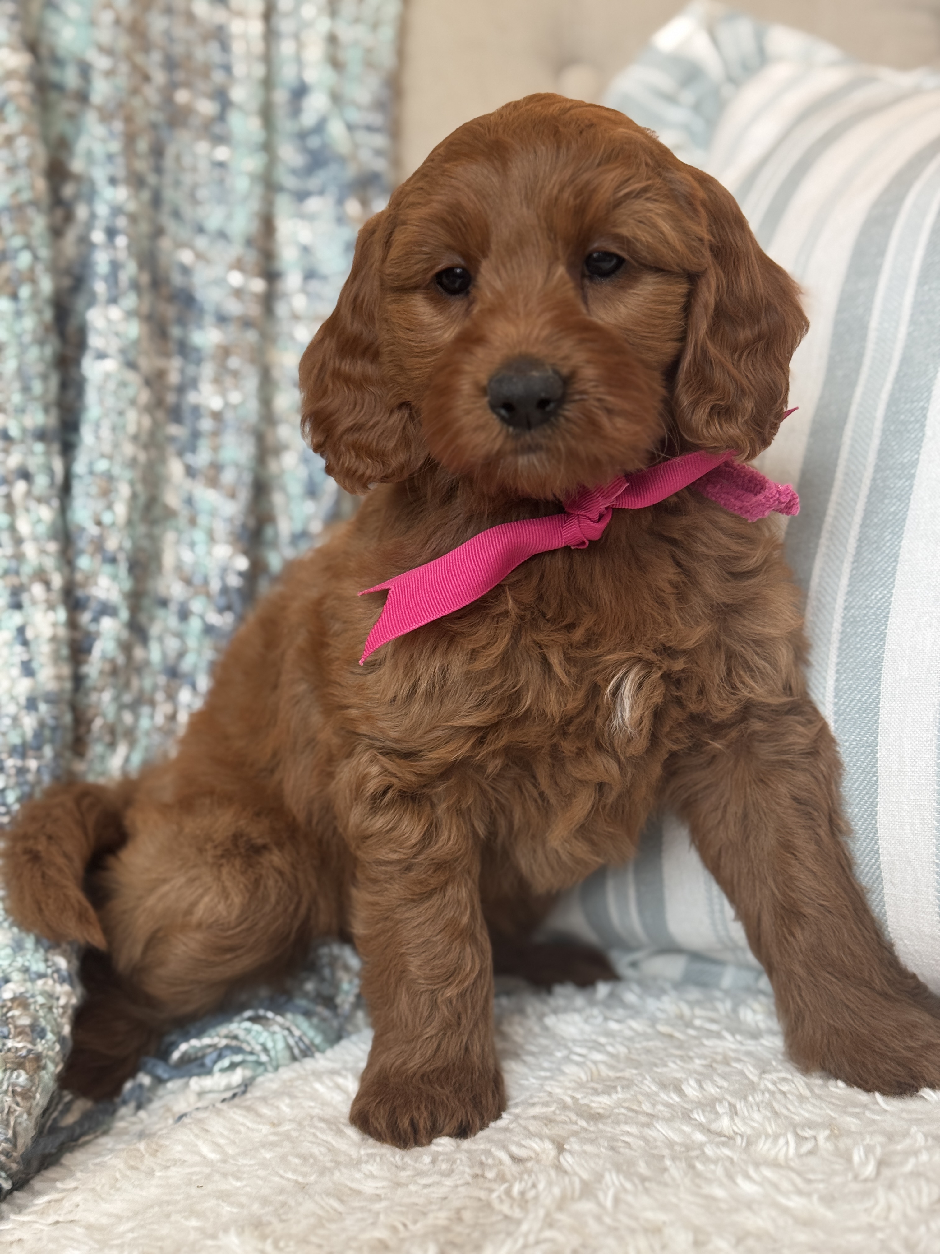Gracie's Fuschia Collar Girl