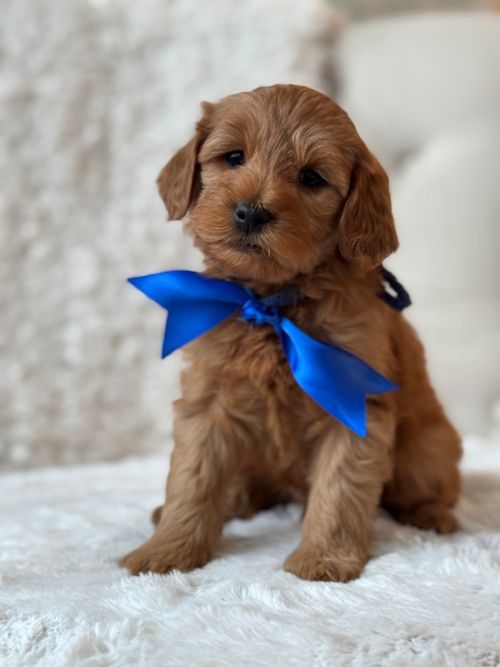 Roxi's Blue Collar Micro Male 2026