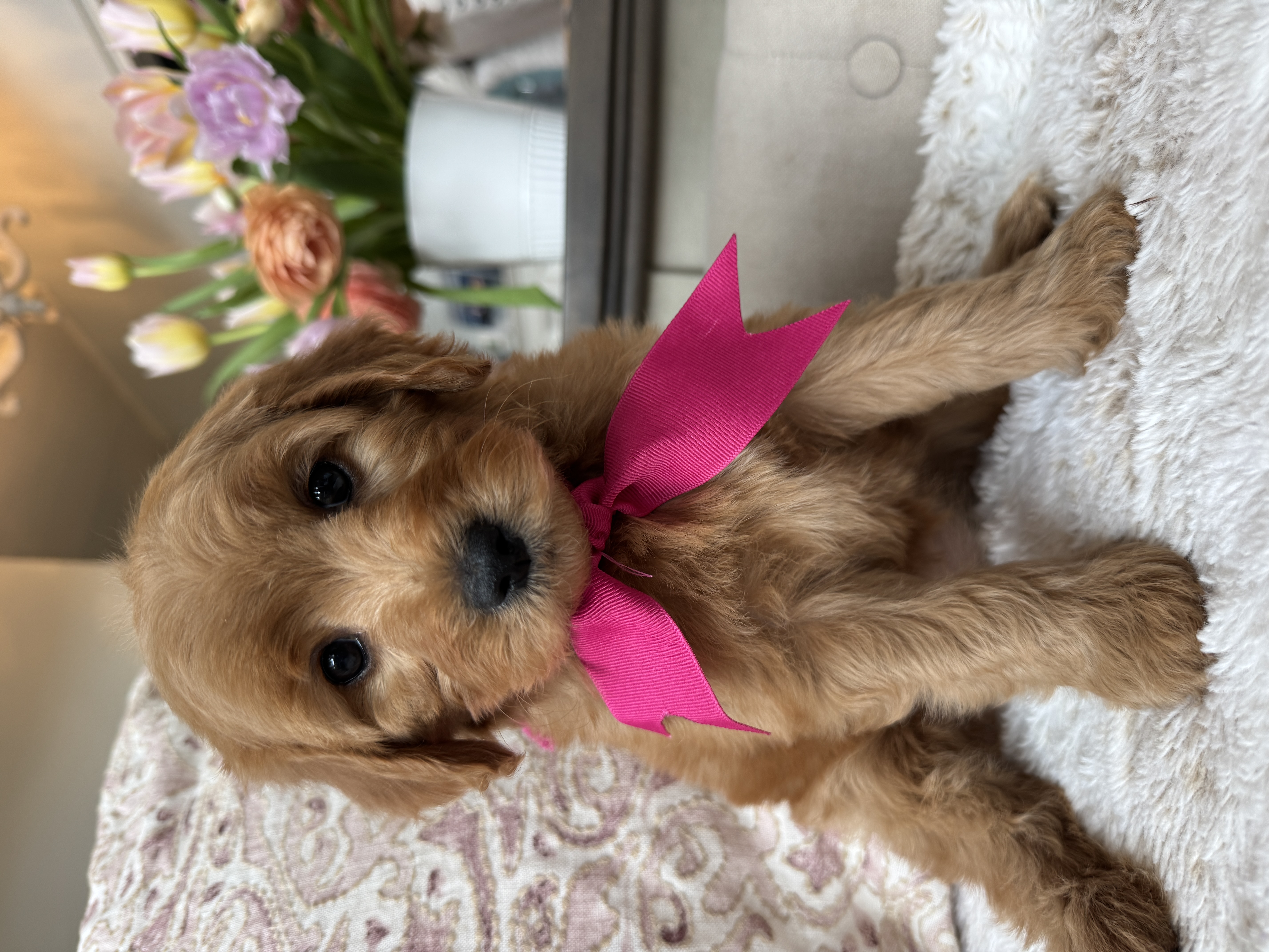 Roxi's Fuschia Micro Female 