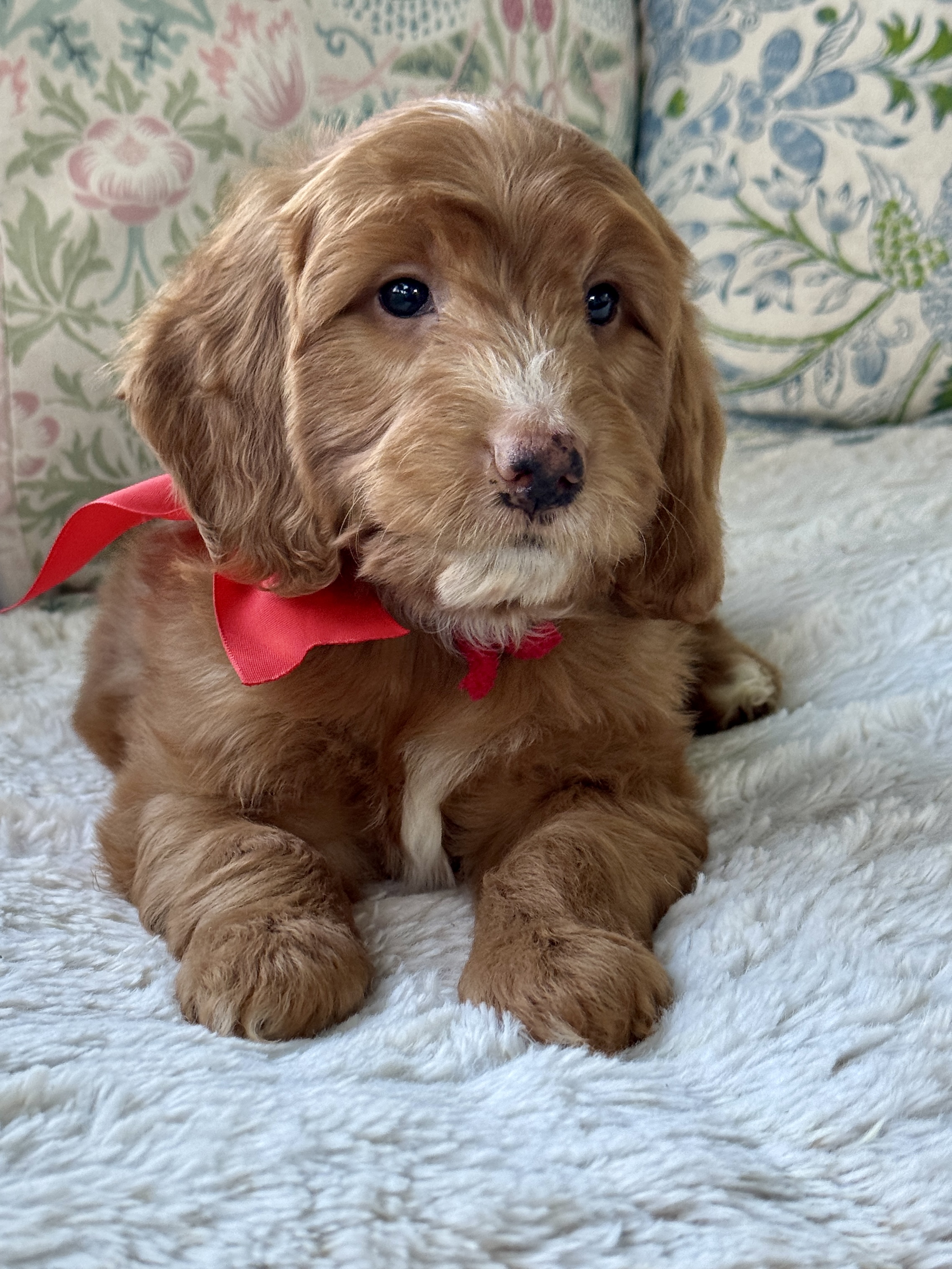 Rosey's Red Collar Boy