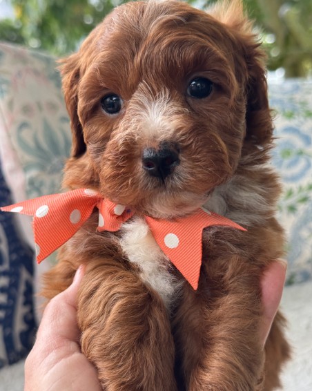Ember's Coral Collar Girl