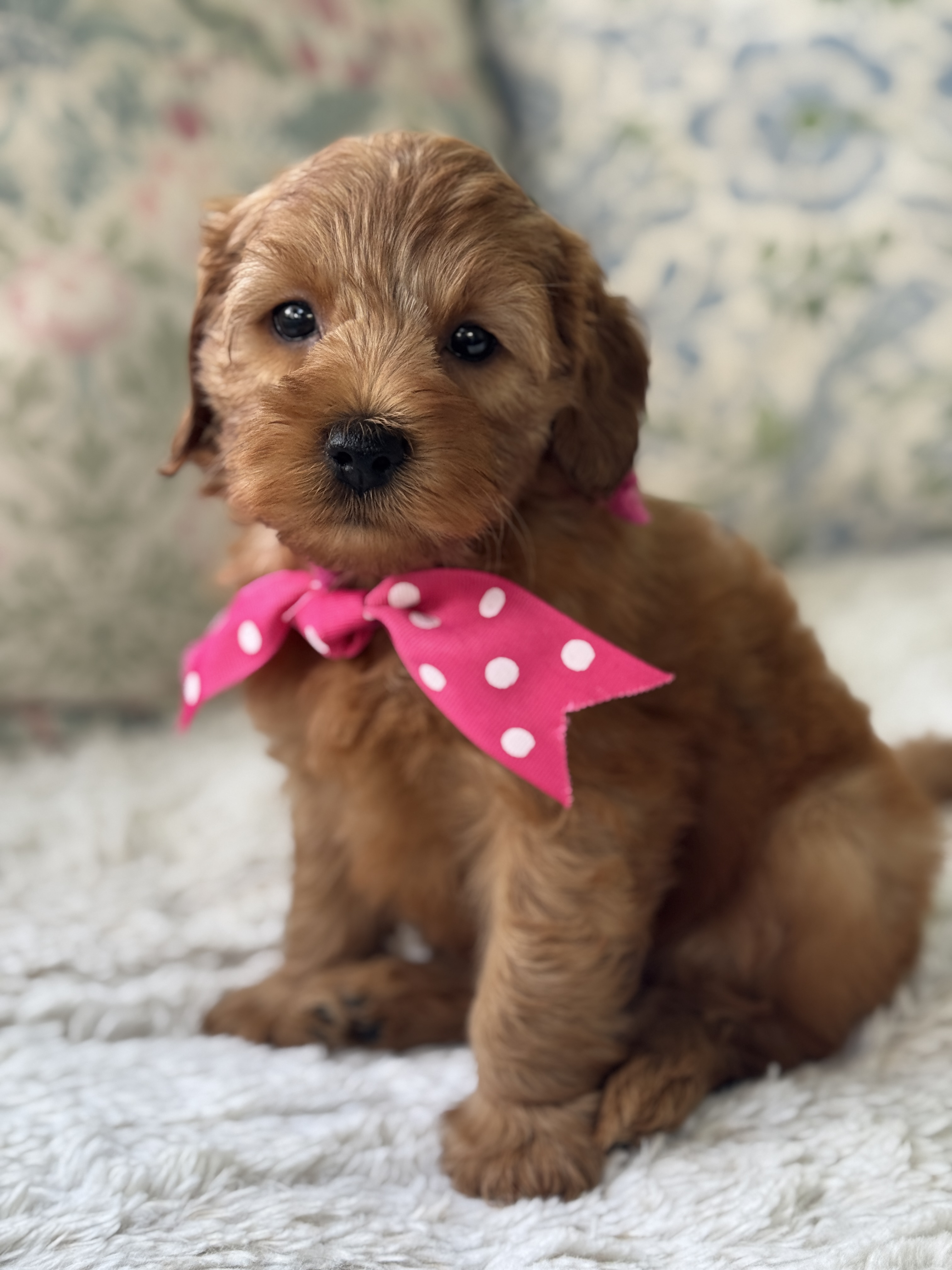 Ember's Fuschia Collar Girl