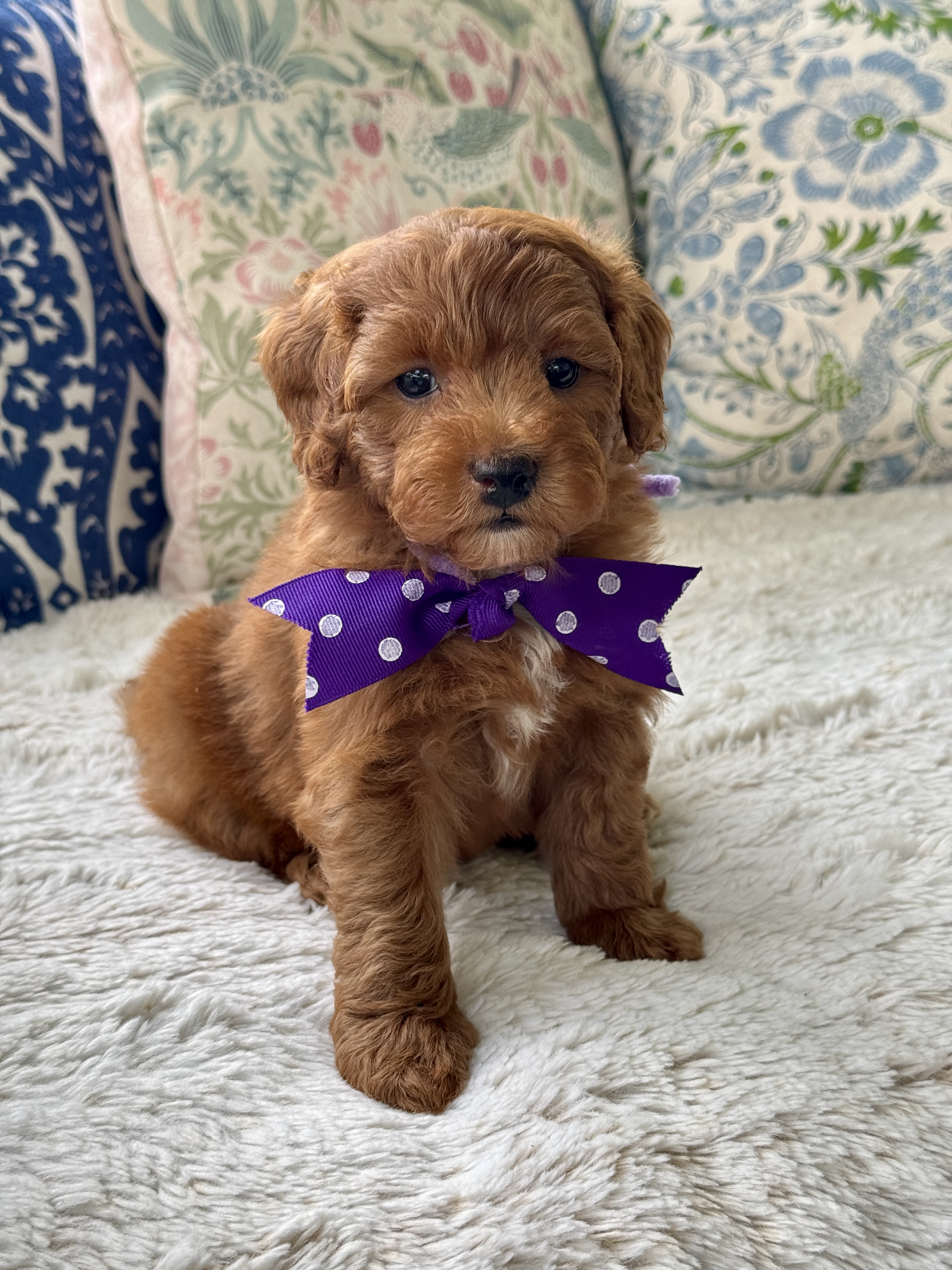 Ember's Purple Collar Girl 
