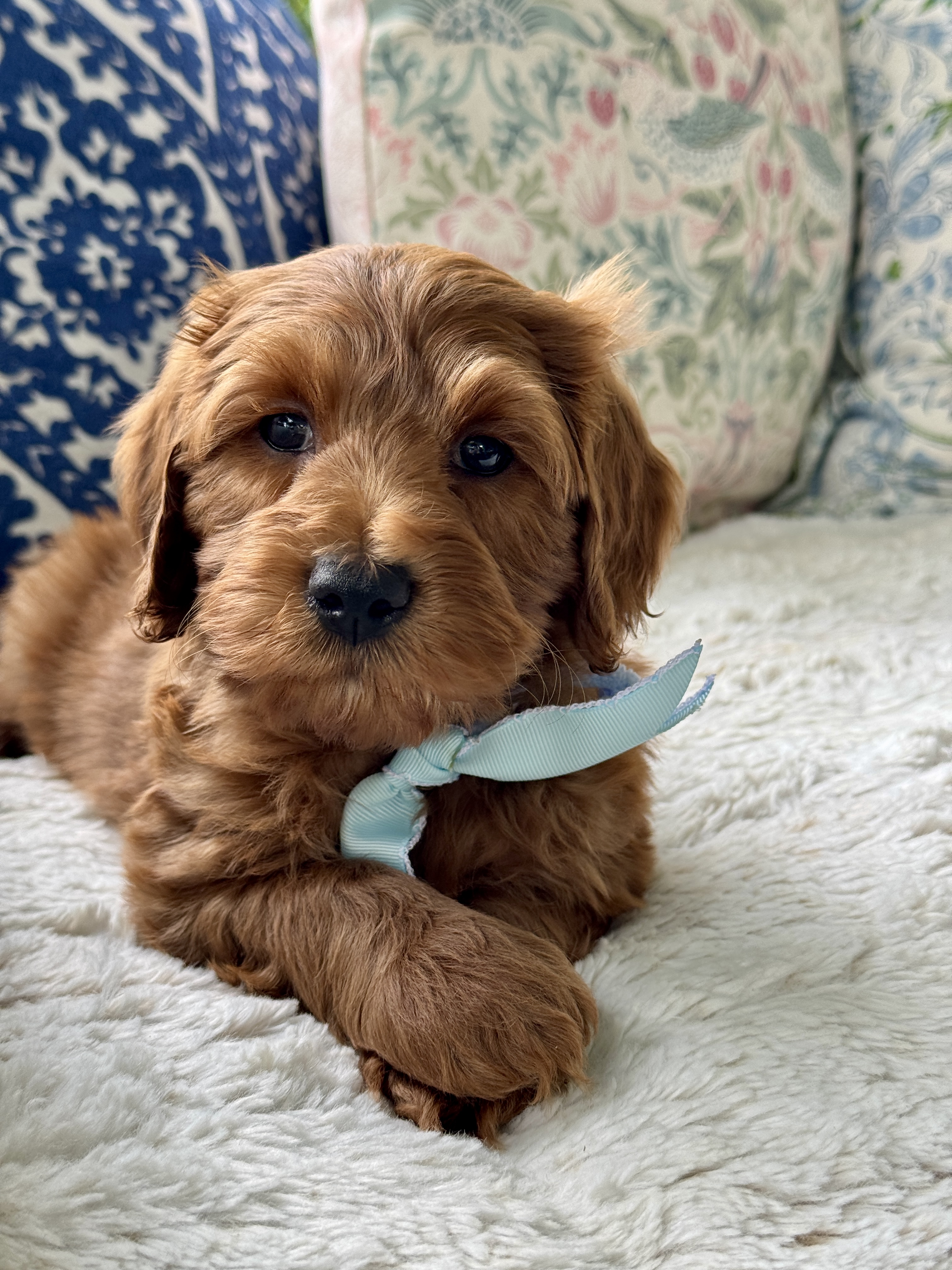 Ember's Blue Collar Boy