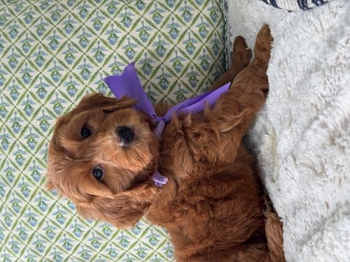 Rosey's Purple Collar Girl