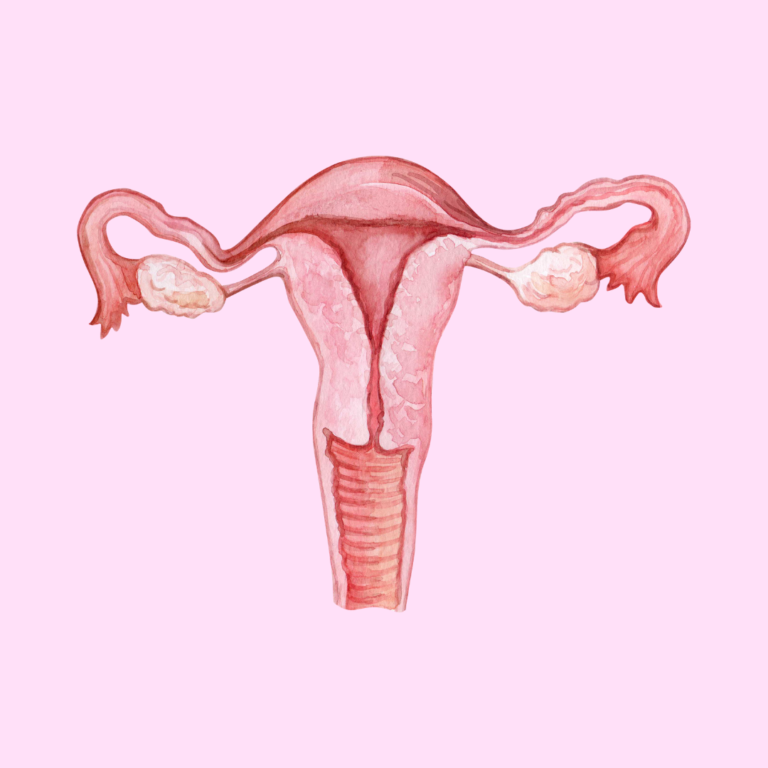 A sketch of a uterus, vaginal canal, fallopian tubes and ovaries.