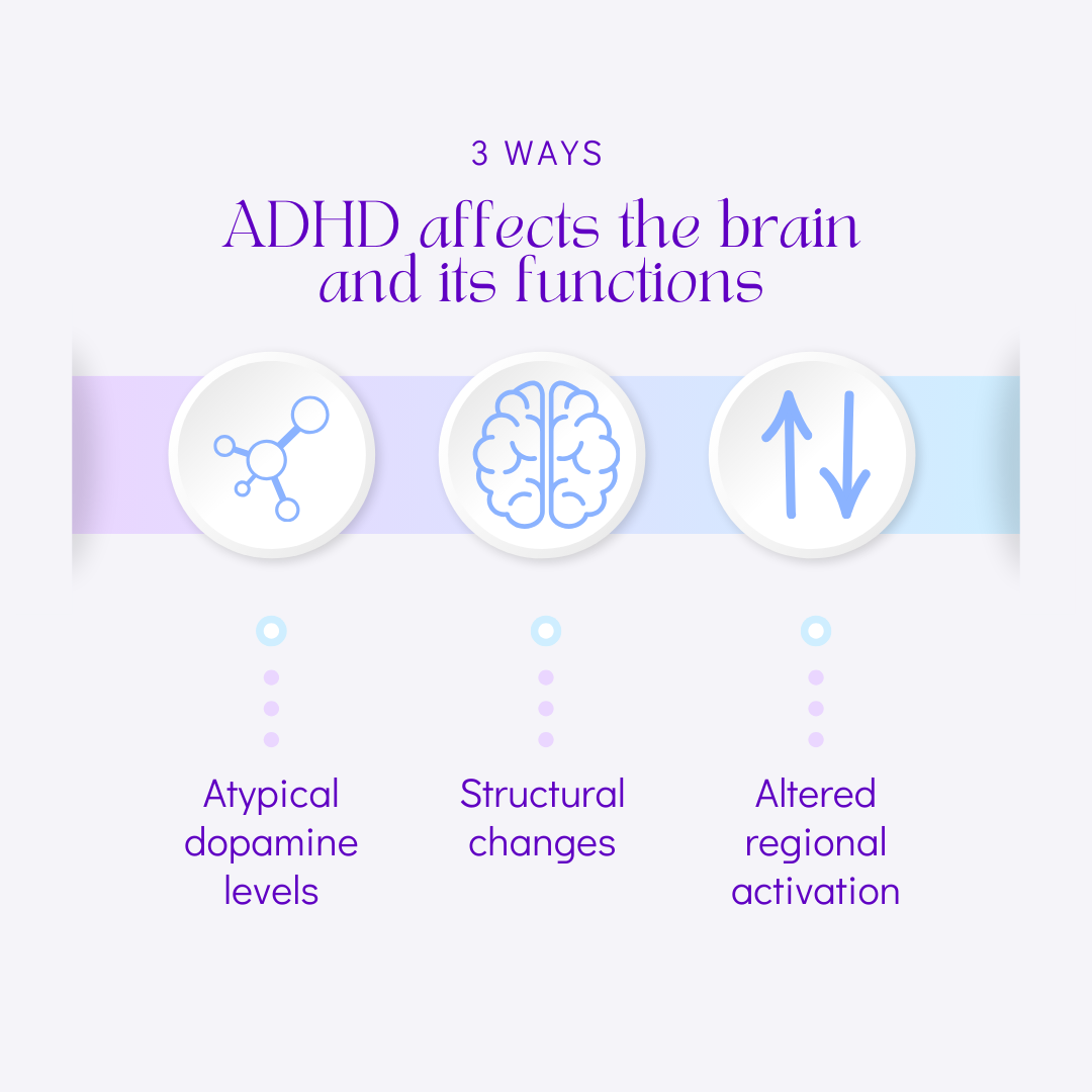 An infographic summarizing the 3 ways in which this article describes ADHD affects the brain and its functions. These include atypical dopamine levels, structural changes, and altered regional activation.