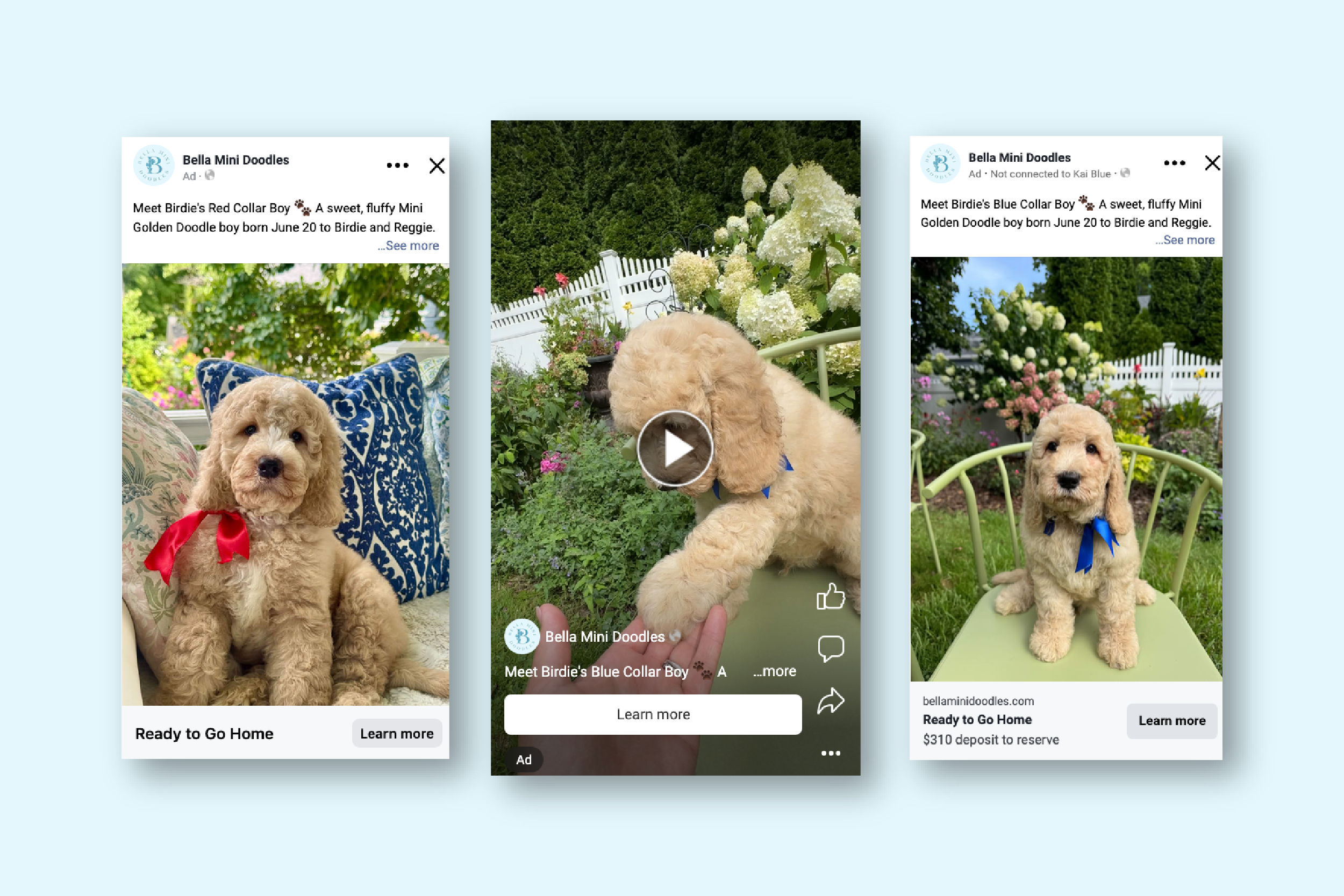Golden doodle puppy from Bella Mini Doodles styled for a marketing photo shoot
