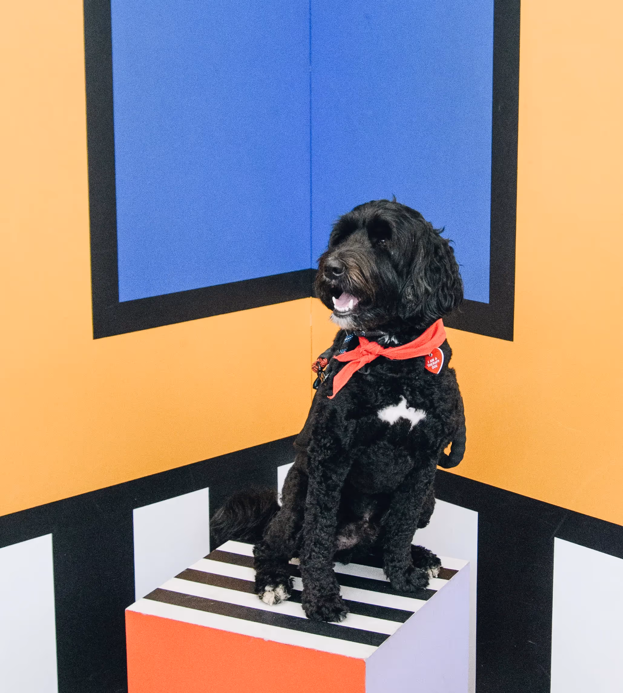 Zeus - Service Dog at Northwest Arkansas National Airport