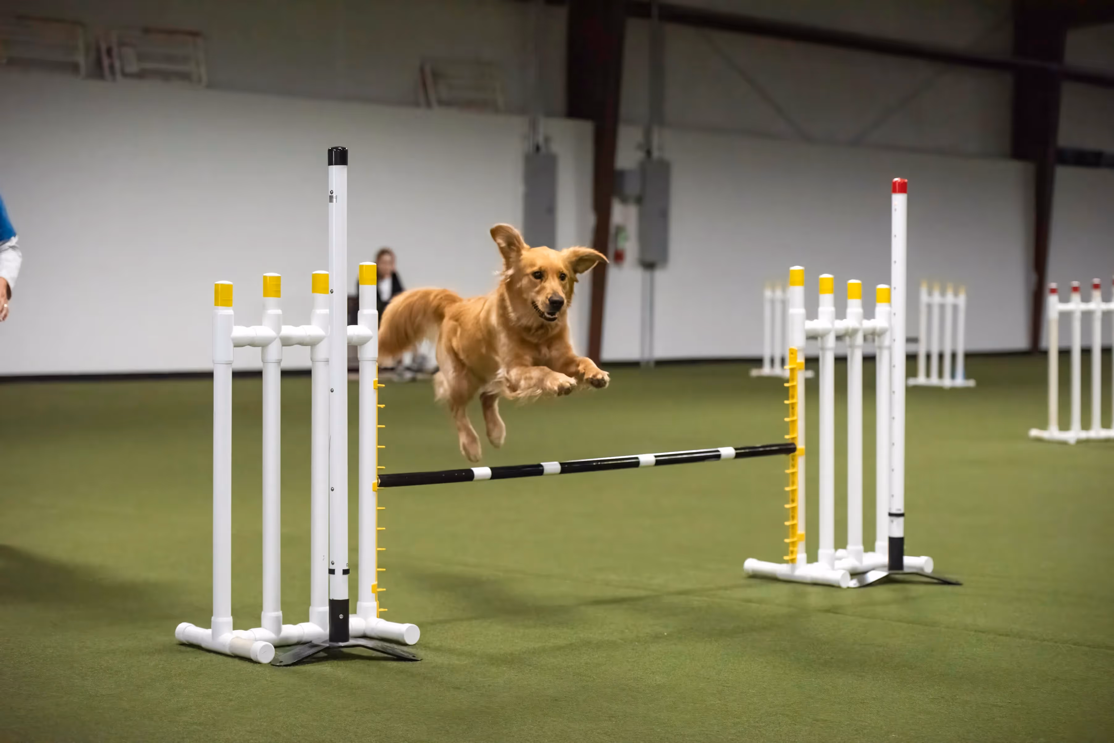 Tully Roan - Service Dog at Northwest Arkansas National Airport