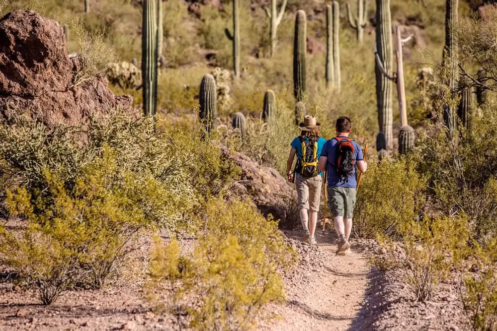 Tourists exploring the beauty of Saguaro National Park in Arizona