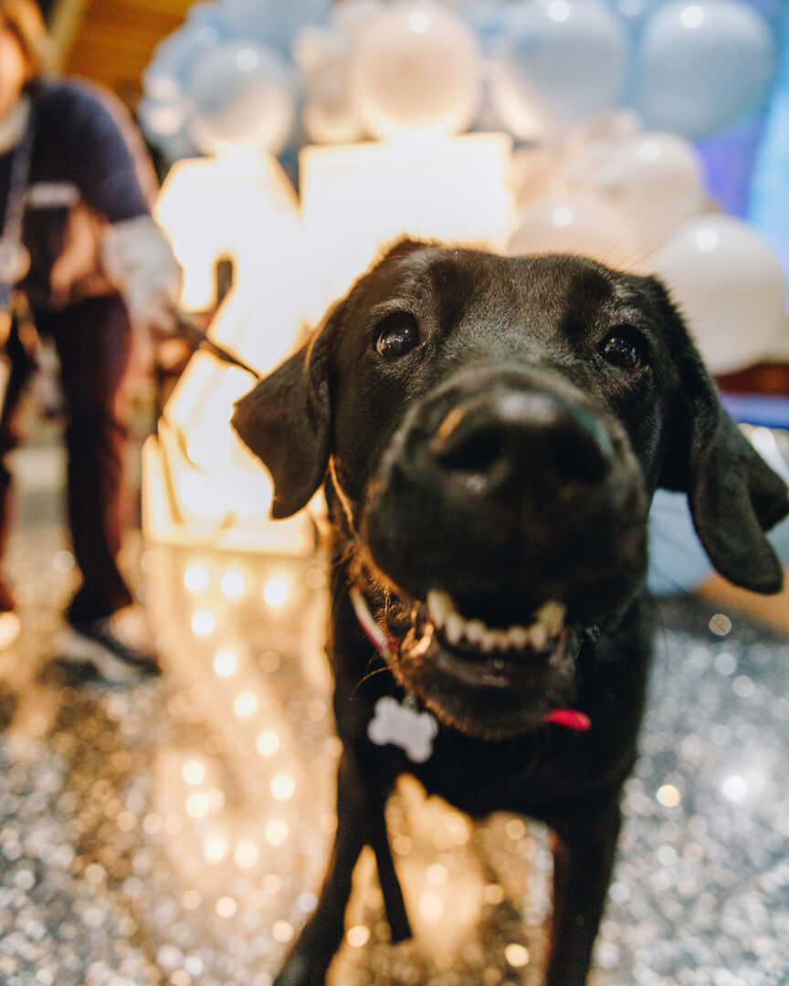 Smokey - Service Dog at Northwest Arkansas National Airport