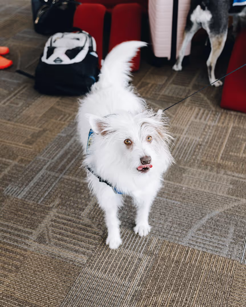 Phantom - Service Dog at Northwest Arkansas National Airport