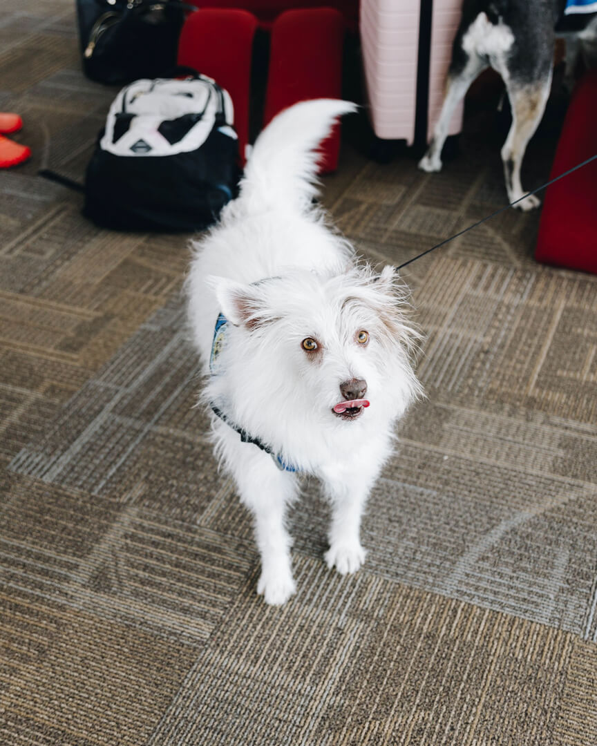 Phantom - Service Dog at Northwest Arkansas National Airport