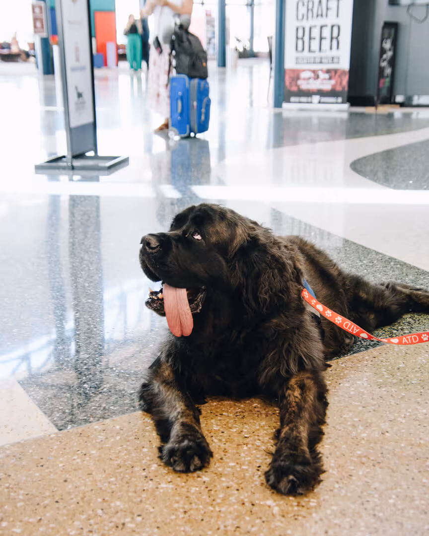 Pixie - Service Dog at Northwest Arkansas National Airport
