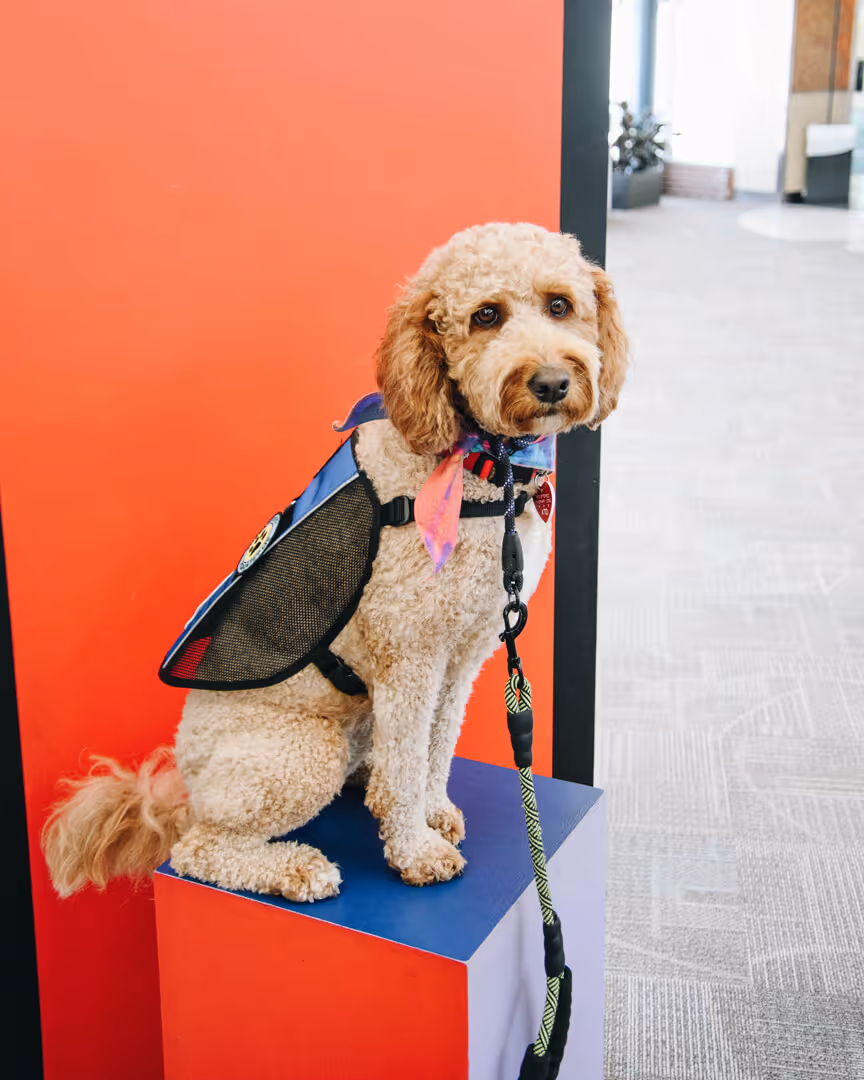 Heba - Service Dog at Northwest Arkansas National Airport