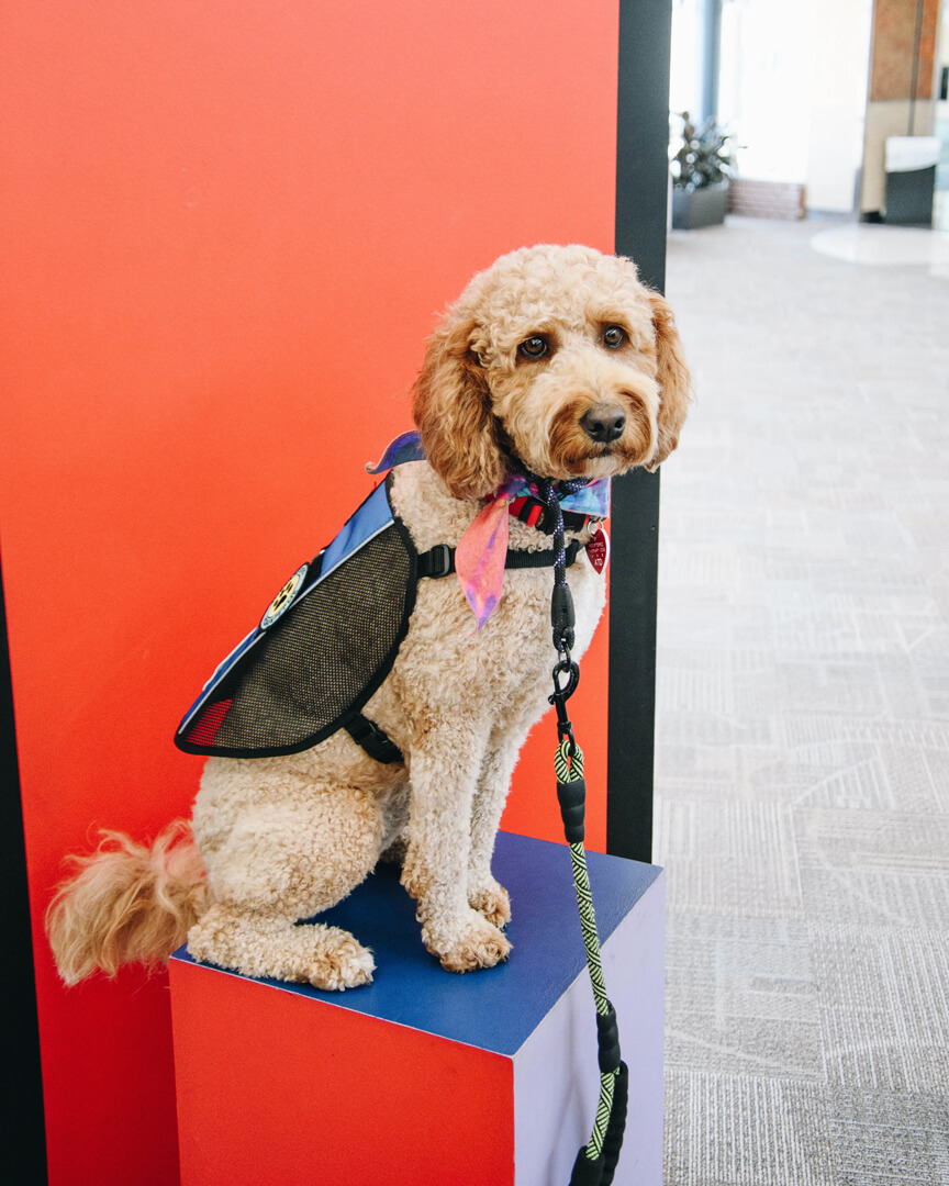 Heba - Service Dog at Northwest Arkansas National Airport