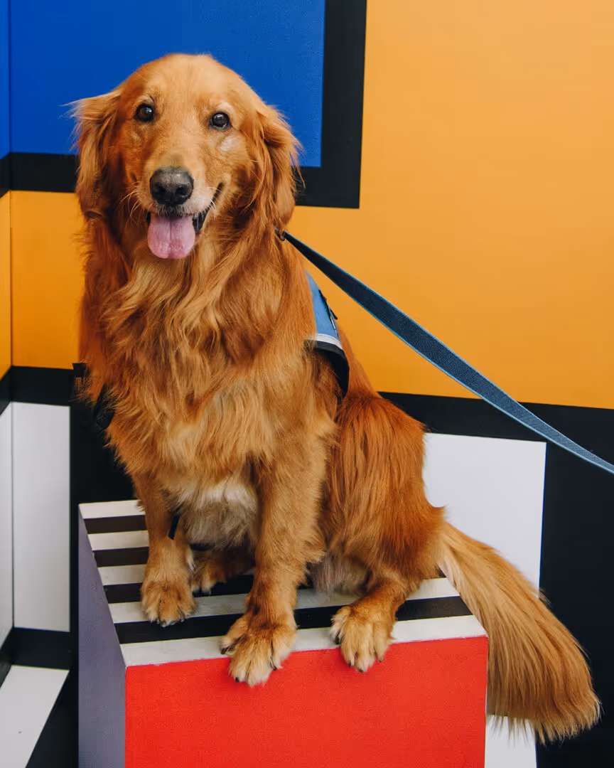 Honey - Service Dog at Northwest Arkansas National Airport
