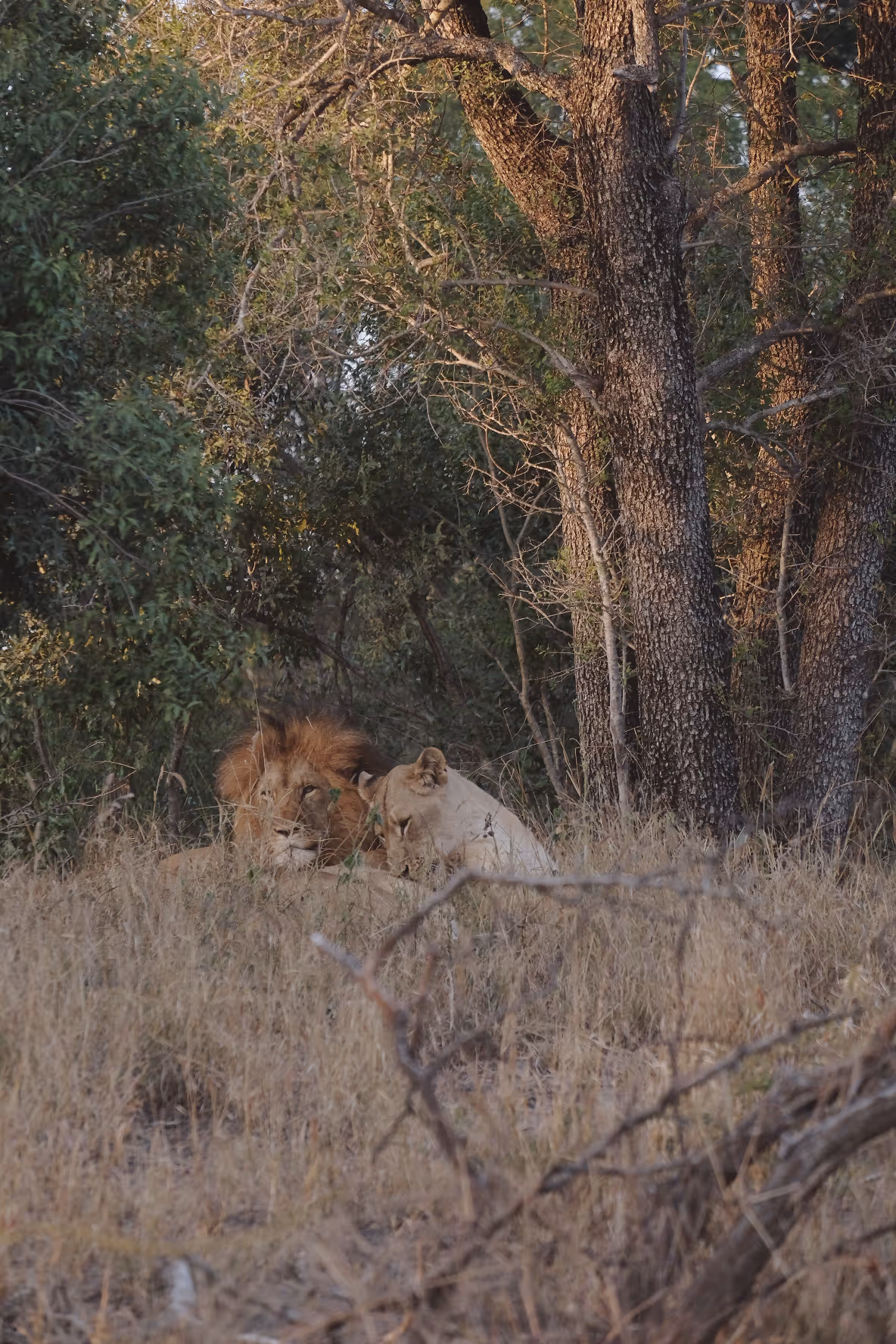 Lions in Safari: Male and female lions resting in dry grass in a wooded area.