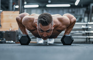 Muscular anatomy illustrating testosterone, protein synthesis and muscle growth