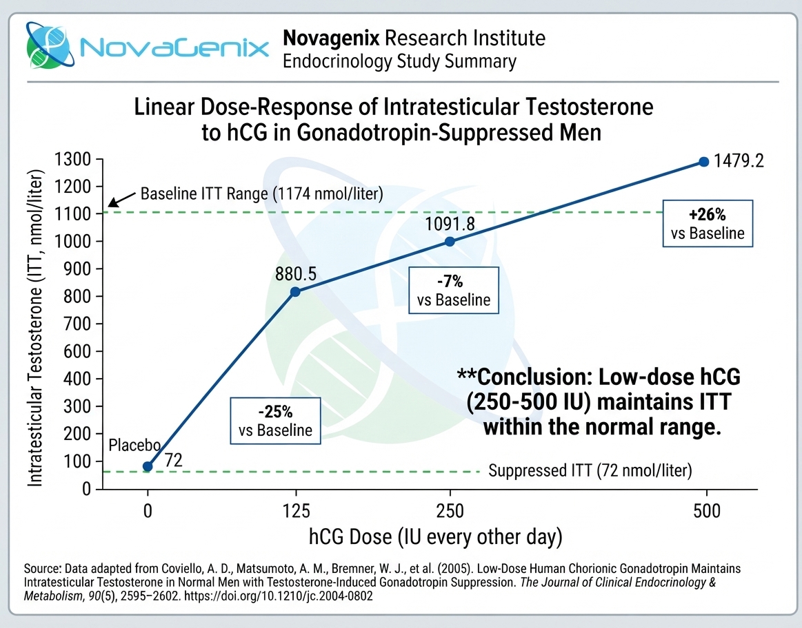 Chart showing intratesticular testosterone levels rising with hCG doses of 125, 250, and 500 IU every other day
