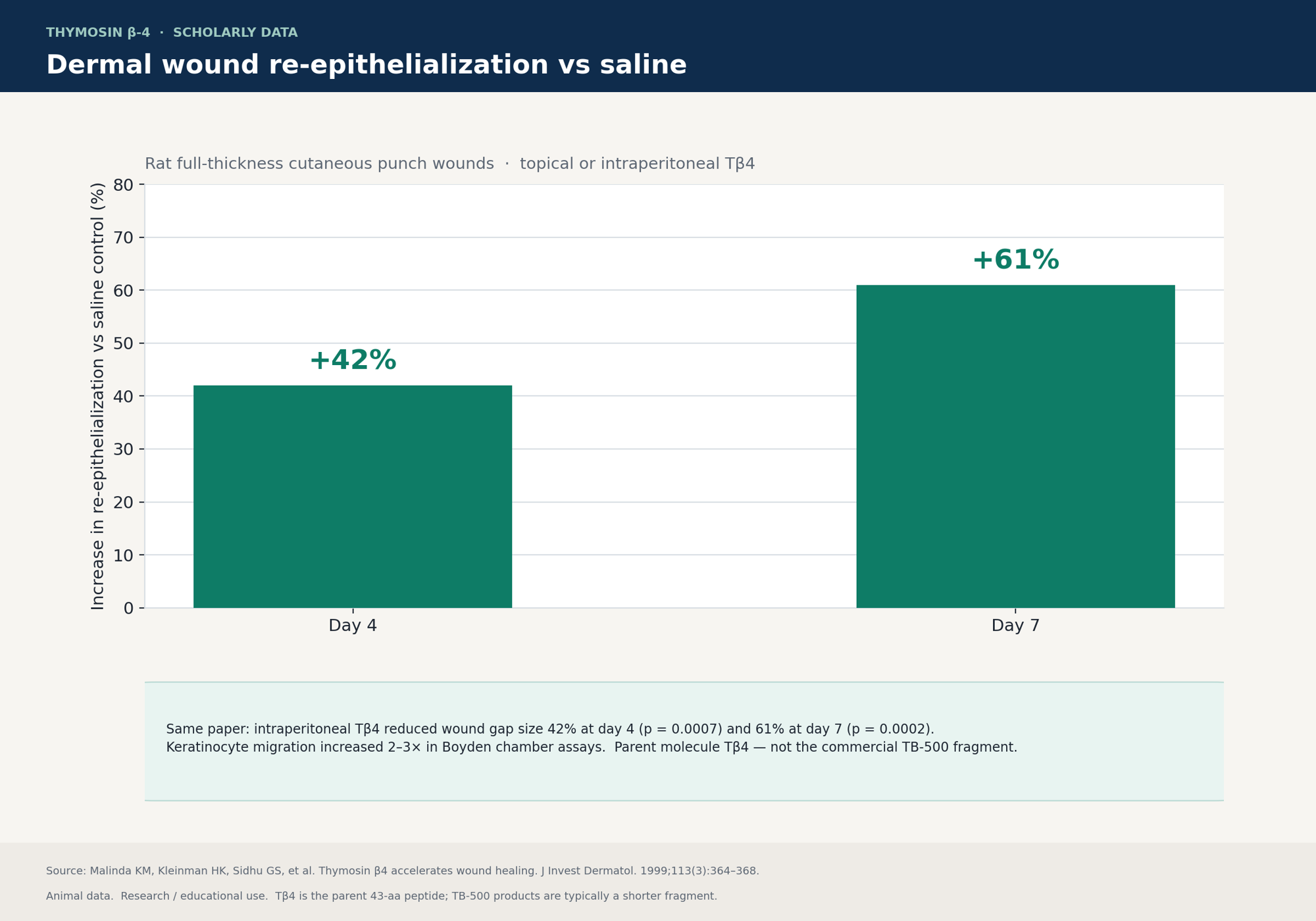 Bar chart of dermal wound re-epithelialization with parent-molecule thymosin beta-4 versus saline in rats: 42% higher at day 4 and 61% higher at day 7.