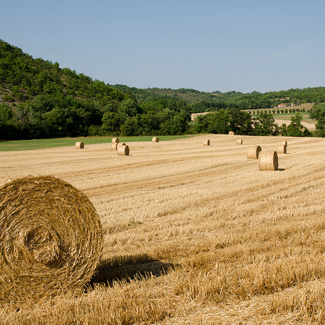Paisatge empordanès amb camps de cultiu