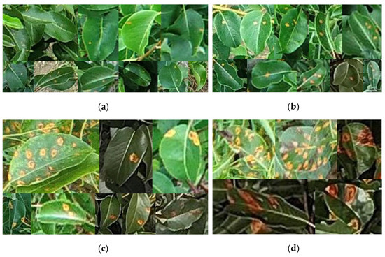 Agronomy 14 02643 g001