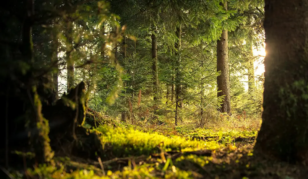 Skog med träd som symboliserar Inkasso Marginalens gröna återbäring som bidrar till en bättre miljö