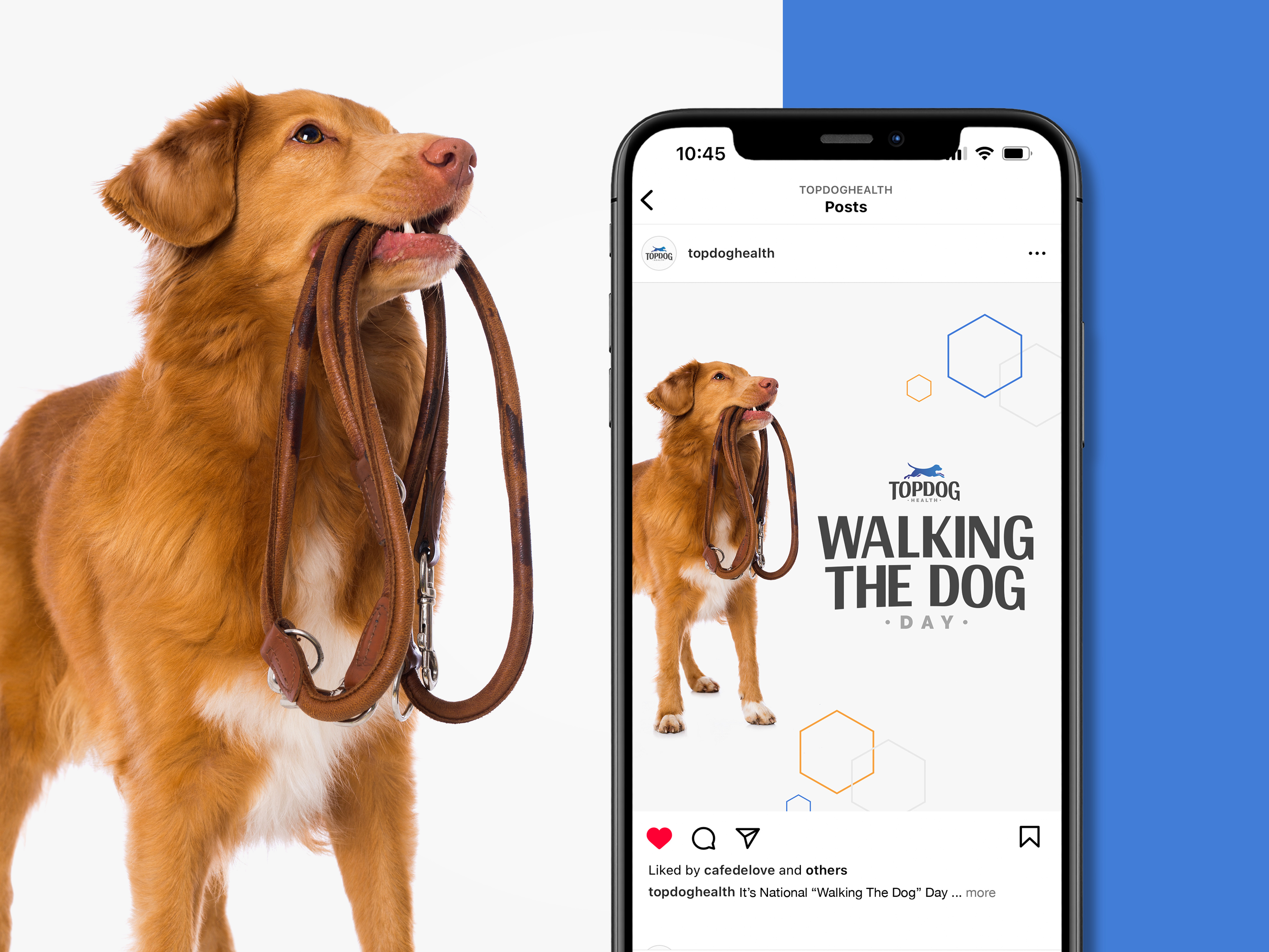 Walk The Dog Day Design