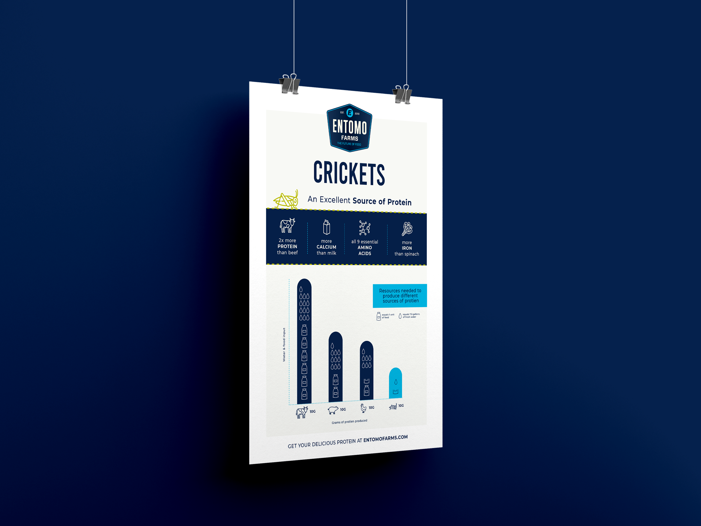 Cricket Protein Infographic Design