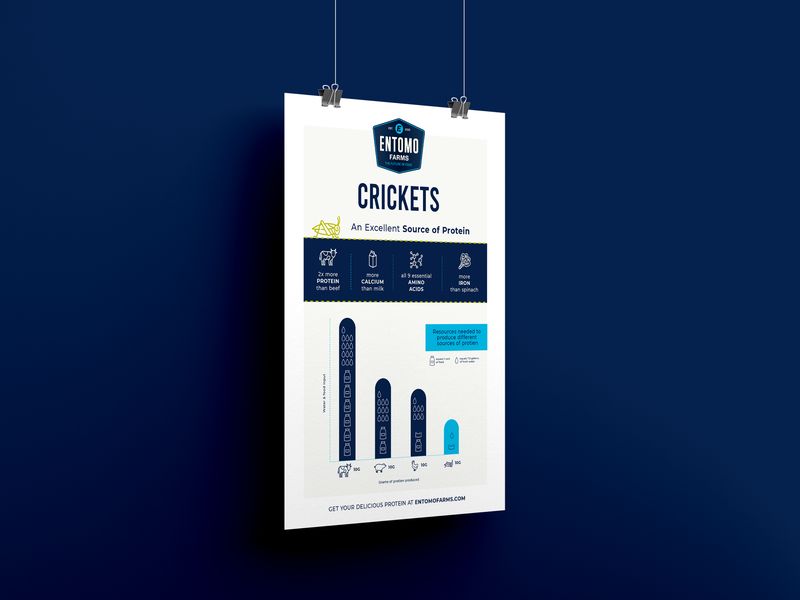 Cricket Protein Infographic Design