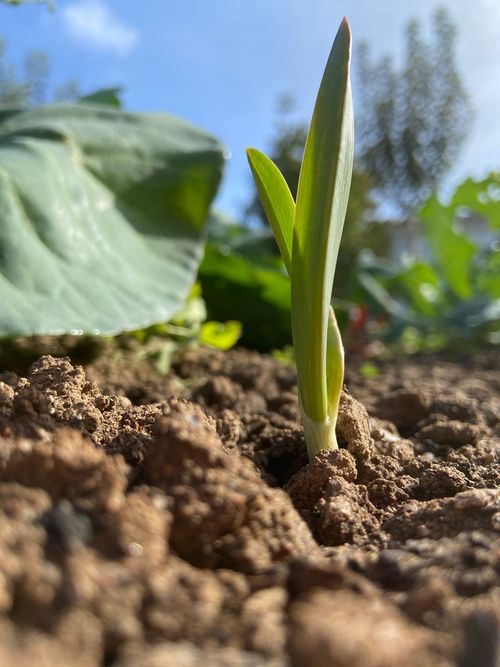 Photo of a starter dish