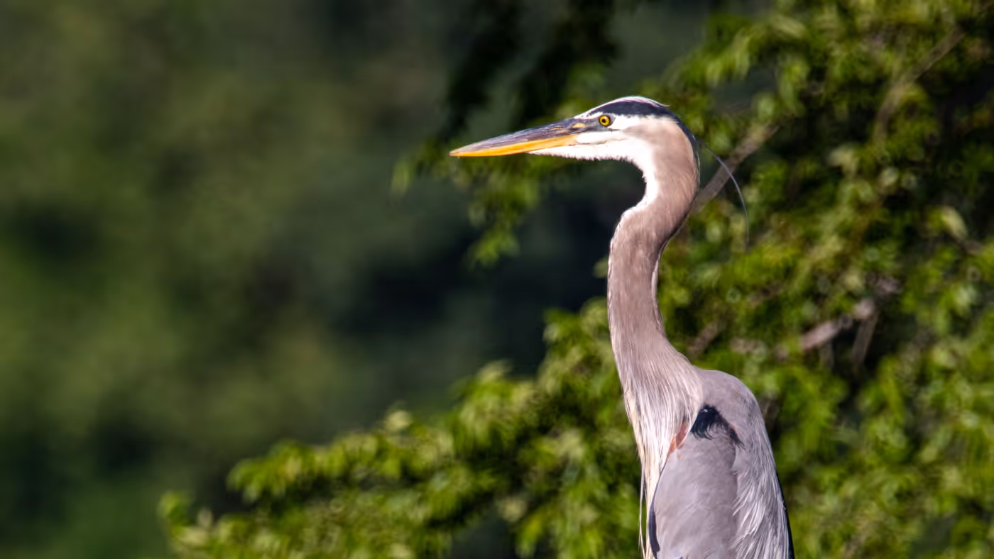 Hungry Heron