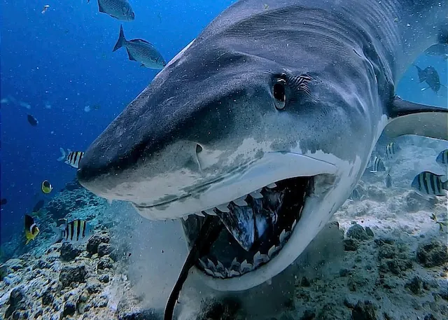 タイガーシャーク・ダイビング フヴァムラ モルディブ｜タイガー